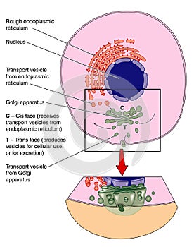 Golgi apparatus