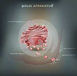 Golgi apparatus photo