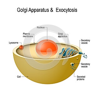 Golgi apparatus and exocytosis photo