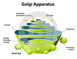 Golgi apparatus or Golgi body