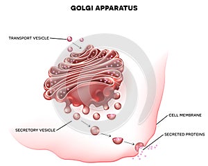 Golgi apparatus photo