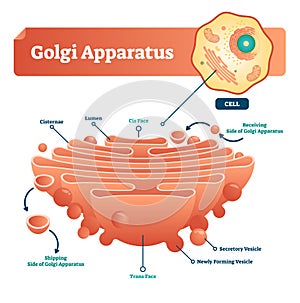 Golgi apparatus vector illustration. Labeled microscopic scheme and diagram with cisternae, lumen, secretory forming vesicle.