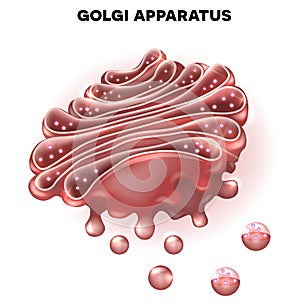 Golgi complex