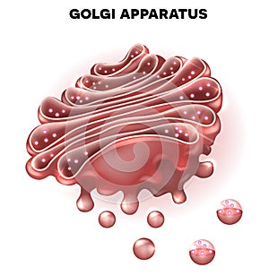 Golgi complex photo