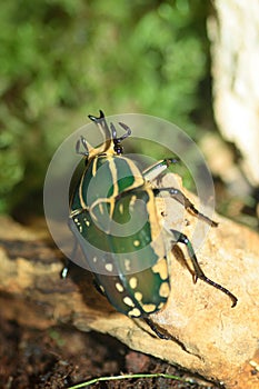 Goliath beetle