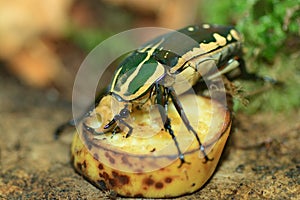 Goliath beetle