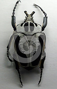 goliath beetle Goliathus regius