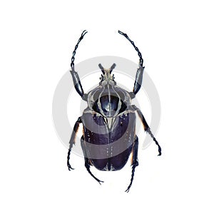 Goliath beetle isolated on white