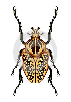 Goliath Beetle Vector Illustration