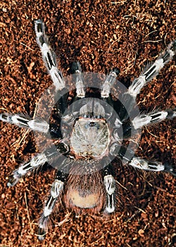 Goliath bird eater spider