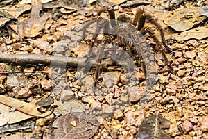 Goliath bird-eating spider, Theraphosa blondi