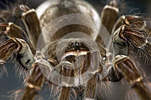 Goliath Bird-Eating Tarantula