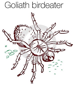 Goliath birdeater hand drawn vector illustration photo