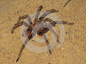 Goliath birdeater or tarantula Goliath found in Puerto Ayacucho Amazonas state Venezuela
