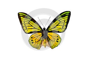 Goliath Birdwing Butterfly