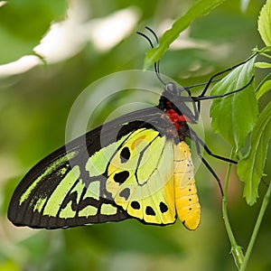 Goliath Birdwing Butterfly photo