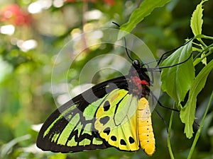 Goliath Birdwing Butterfly
