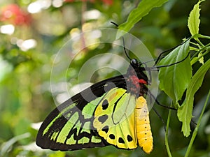 Goliath Birdwing Butterfly photo