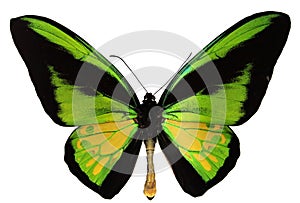 Goliath Birdwing Butterfly