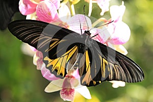 Goliath Birdwing butterfly (Omithoptera goliath)