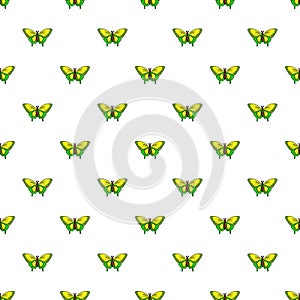 Goliath birdwing butterfly pattern seamless