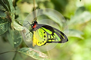 The Goliath Birdwing , Ornithoptera goliath