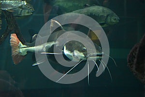 A Goliath Catfish Brachyplatystoma.