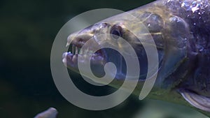 Goliath fish quickly swims in the river under water. The face of a fish with teeth close-up.
