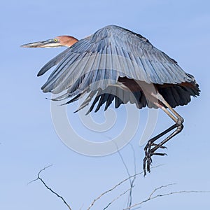 Goliath or Giant Heron Flying