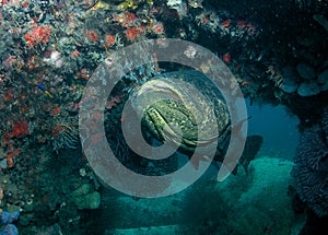 Goliath Grouper