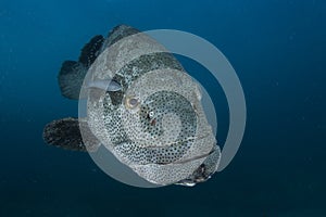 Goliath grouper