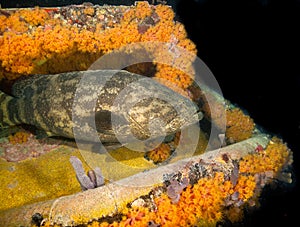 Goliath grouper on Aquarius Reef Base, Florida Keys