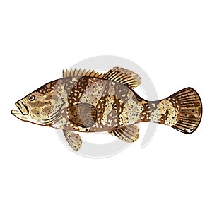 Goliath Grouper Gamefish ocean vector illustration