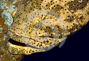 Goliath grouper portrait photo