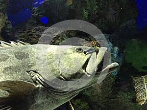 Goliath Grouper at Ripley`s Aquarium of Canada