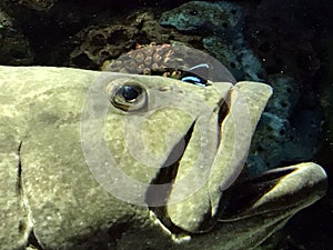 Goliath Grouper at Ripley`s Aquarium of Canada