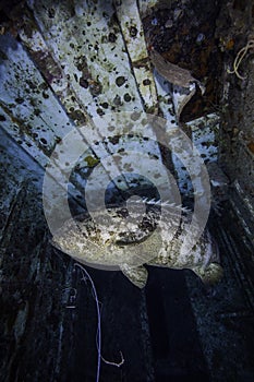 Goliath grouper on the Spiegel Grove in Key Largo