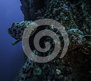 Goliath grouper on the Spiegel Grove in Key Largo photo