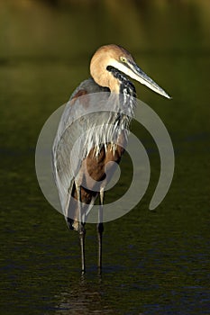 Goliath Heron