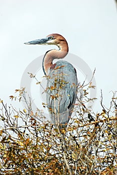 Goliath Heron