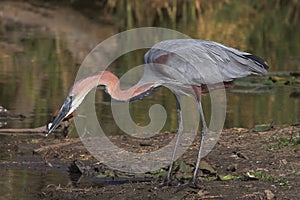 Goliath Heron