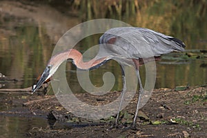 Goliath Heron