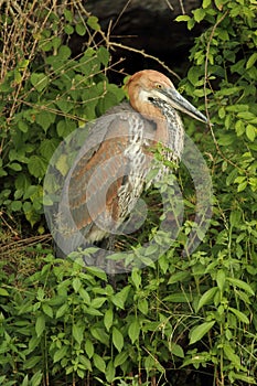 Goliath heron