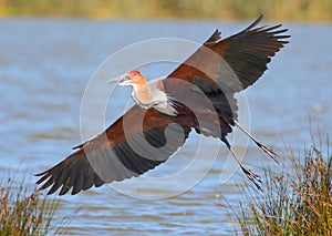 Goliath Heron