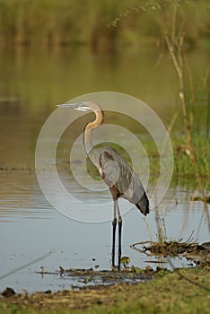 Goliath Heron