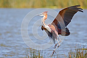 Goliath Heron