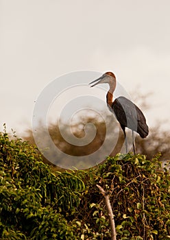 The Goliath Heron