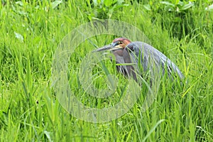 Goliath heron