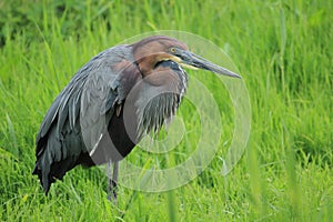 Goliath heron