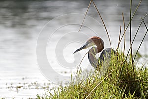 Goliath Heron